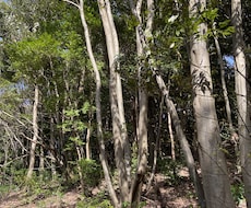 毎日のちょっとした呼吸術で息苦しさを解放します 衰えてしまった体幹筋を復活させる秘密のトレーニングを公開！