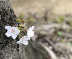 迷い、悩み聞かせて下さい。何かヒントが見つかります イメージ1