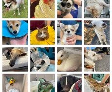 動物関連のことならなんでもお受けします イメージ1