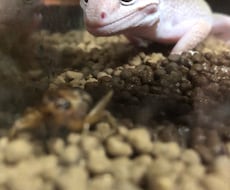 元ペットショップ定員が犬猫以外の飼育を教えます イメージ1