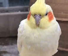 あなたの心を癒します イメージ1