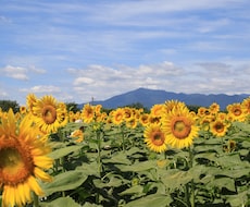 四季の写真をE-mailでお届けします イメージ1
