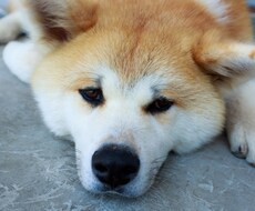 ペットの美容サポートします イメージ1