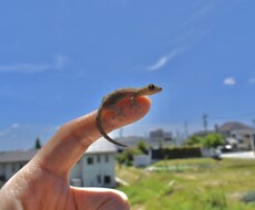 レンタル聴かせて頂く人 をしています イメージ1