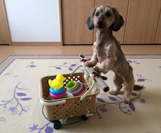 愛犬のしつけに悩んでいる！そんな時は、まず生活改善から。細かいアトバイス致します。お気軽にご相談を。 イメージ1