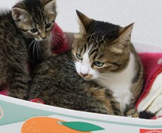 恋愛・人間関係の悩み聞きます 5年間女子校育ちの高校生の目線からアドバイスをします