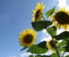 夢を開花させやすいタイミングを見ます その努力を最大限に活かせるタイミングとは？