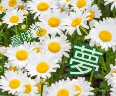 一般的な夢占いではなく。ダイレクトに視ます 起きても覚えている夢。その内容が気になる方へ。