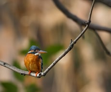 デジカメ写真３枚を綺麗に編集、現像致します。