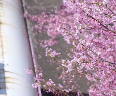 写真素材撮ります イメージ1