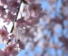 綺麗な風景画を届けます イメージ1