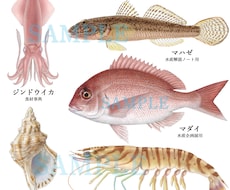 図鑑・教科書・教材のリアルなイラストを描きます イメージ1