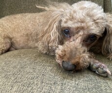 犬を飼うときや犬のしつけのお悩みなど相談のります イメージ1
