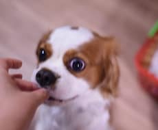 初めて犬を飼われる方など。いろいろ相談のります イメージ1