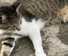 恋愛相談をします イメージ1