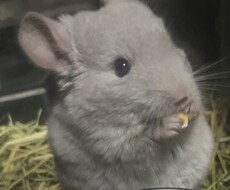 資格あり。ワンちゃん猫ちゃんの相談のります イメージ1