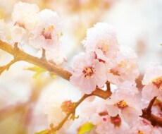 短歌・俳句のご指導致します 短歌で全国一位取得経験者が短歌・俳句をご指導致します