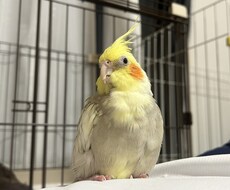 元ショップ店員がペットのお迎え・飼育相談に乗ります イメージ1