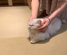 1時間電話  1時間電話で20代主婦がお電話します どんな内容も受けとめ、対応致しますのでぜひ送ってみて下さい✿