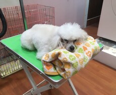 高齢犬に関する悩み相談お受け致します イメージ1