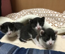 アニマルコミュニケーション、動物とお話致します 動物さんとお話します！どう思っているかを聞きます！