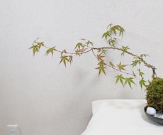 苔玉・苔盆栽・苔アートをオーダーメイドいたします イメージ1