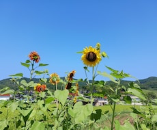 現役英語講師が、やさしく英語のお悩みを解決します 初心者でも安心！コミュニケーション能力の上がる英会話レッスン