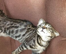 パニック障害の方の相談にのります イメージ1