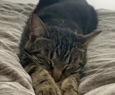 おやすみコールします イメージ1
