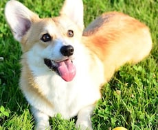 大切なペットの本音、お伝えします 写真を通じた霊視により、ペットの本音をお伝えします！