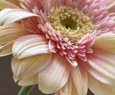 臨床心理士が夫婦関係のお悩み、やさしく伺います イメージ1