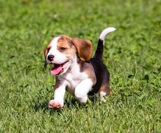 愛犬の写真を可愛く名刺っぽくします イメージ1