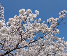 貴方のお話を聴かせて下さい。側におります お仕事で不安なこと等、お話聴かせてください。