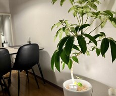 植物のプロが観葉植物のお悩みに答えます イメージ1