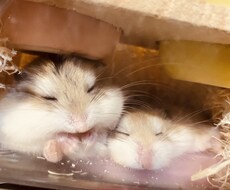 ケアマネの方からの訪問介護の質問受け付けます 訪問介護歴10年のケアマネです。