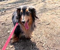 17歳老犬飼主・介護20年の主婦が相談に乗ります イメージ1