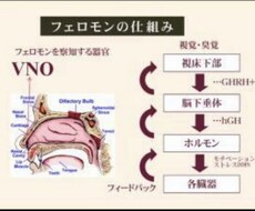 あなた様のフェロモン流出白魔術縁結び致します あなたの深層部分からの魅力を引き出すフェロモン霊波を流します