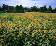 風景写真のRaw現像・加工します イメージ1