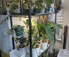 ガチ園芸店員がお家の植物のお悩み解決します イメージ1