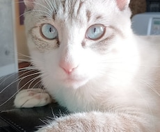 可愛い猫の写真よろしくおねがいします イメージ1