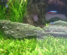 熱帯魚の選び方と管理方法をお教えします イメージ1