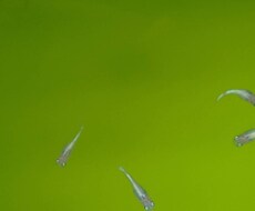メダカのこと（病気、怪我、水質）お答えします イメージ1