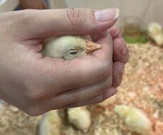 薬剤師✖️心理カウンセラー　独自視点相談乗ります