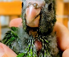 インコを飼いたい方相談にのります イメージ1