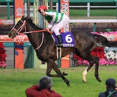 毎週競馬の穴馬など有力な情報を流します