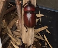 千葉県柏市でカブトムシ等の採取場所を提供します 子どもや友達と気軽にカブトムシを取りに行きませんか？