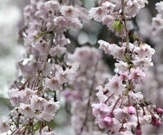 貴方のお悩み聞かせて下さい|ω・*)お聞きします イメージ1