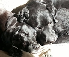 犬のしつけにお困りのかた、相談受けます イメージ1