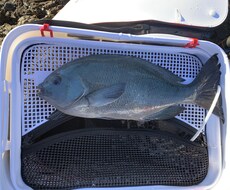 グレ釣りのコツを教えます イメージ1