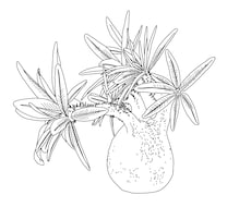 ビザールプランツ、多肉植物の線画イラスト描きます イメージ1